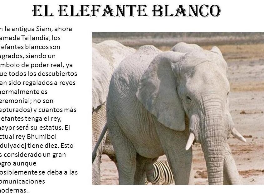 que significa sonar con un elefante bebe