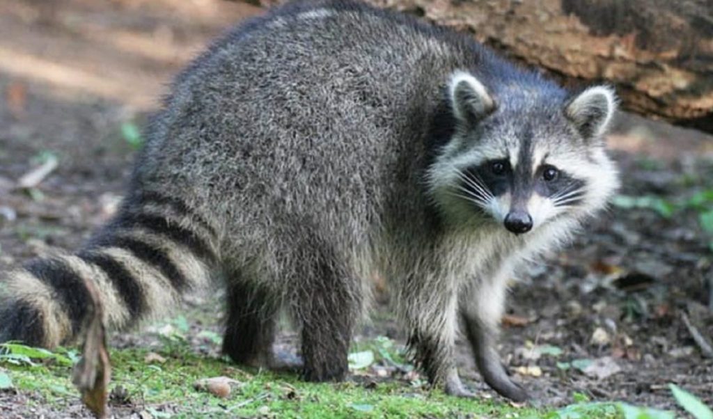 que significa sonar con un mapache