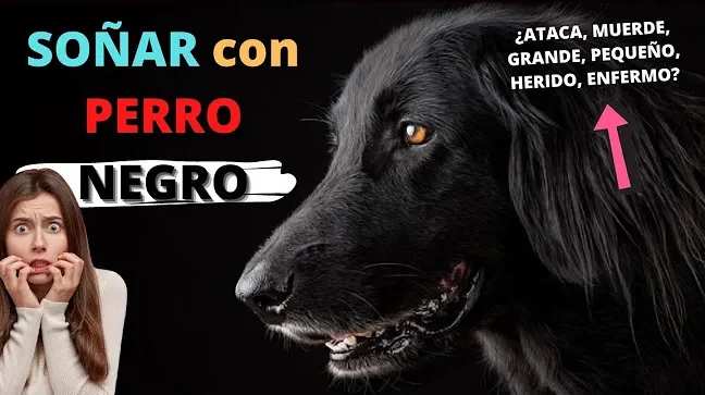 que significa sonar con un perro negro amigable