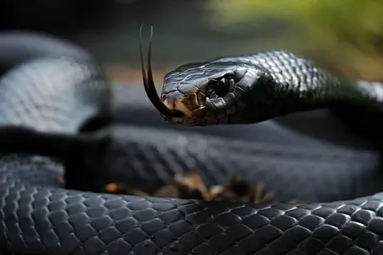 que significa sonar con una cobra negra