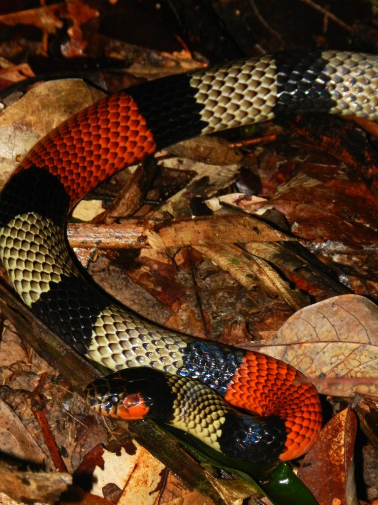 que significa sonar con una serpiente coralillo