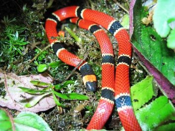 que significa sonar con una serpiente roja