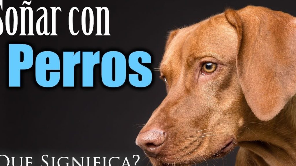 como interpretar el significado de sonar con un perro muerto guia paso a paso 1