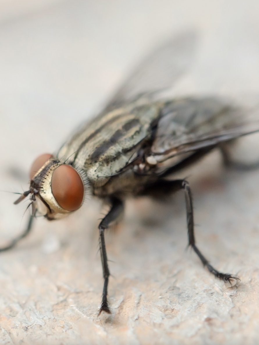 Descubre El Significado De Soñar Con Moscas Volando En Una Habitación