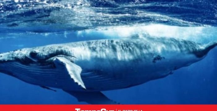 que significa sonar con ballenas orcas