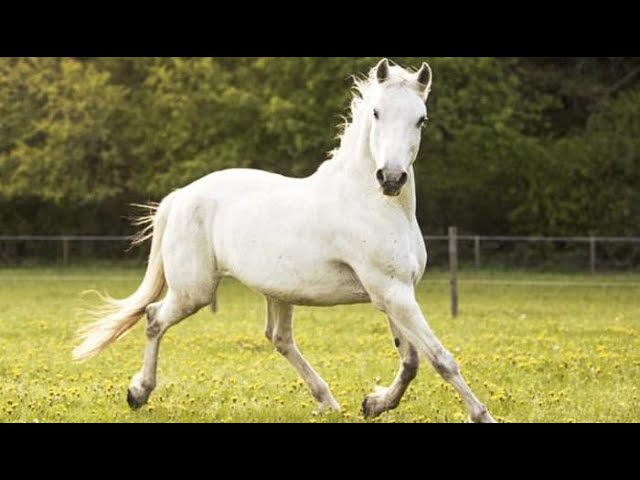 que significa sonar con caballos blancos