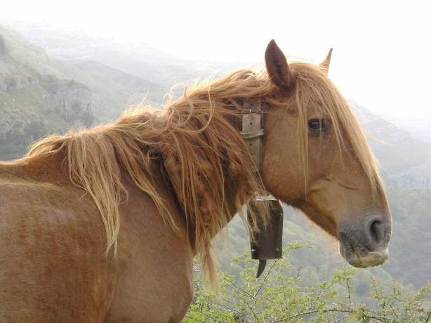 que significa sonar con caballos que te persiguen