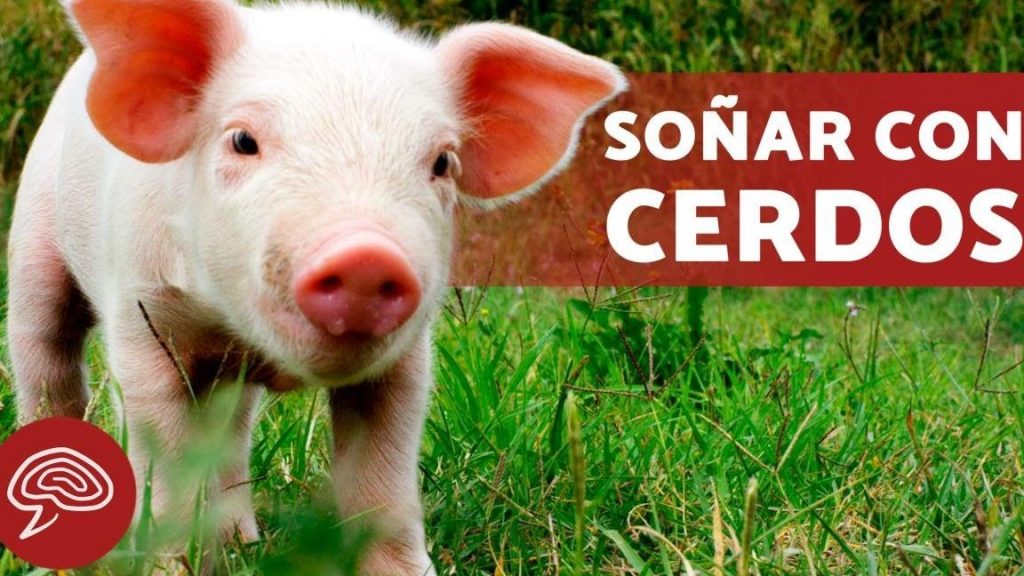 que significa sonar con cerdos pequenos 1