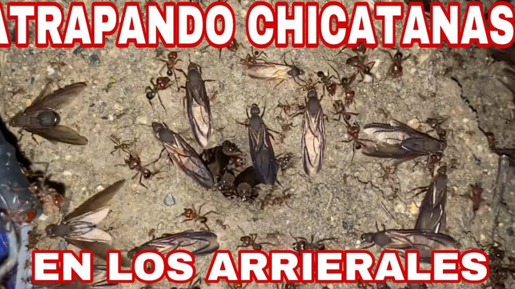 que significa sonar con chicatanas