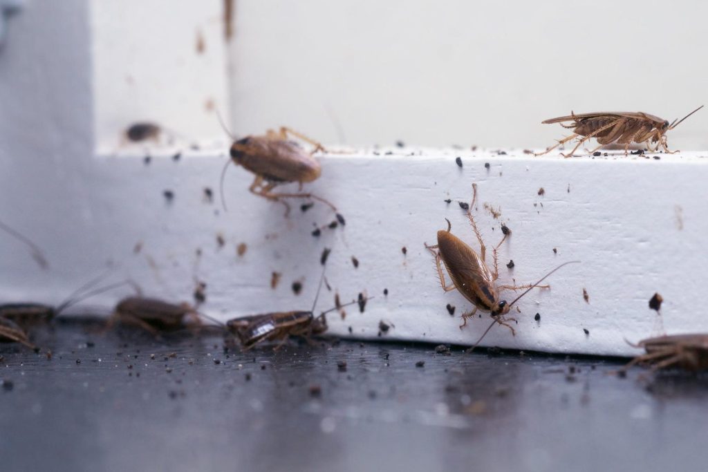 que significa sonar con cucarachas en la comida