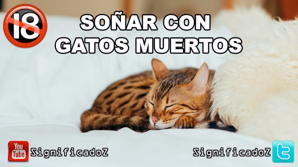 que significa sonar con gato muerto