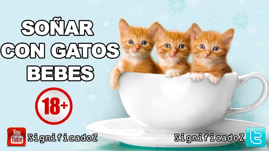 que significa sonar con gatos bebes y su mama 2