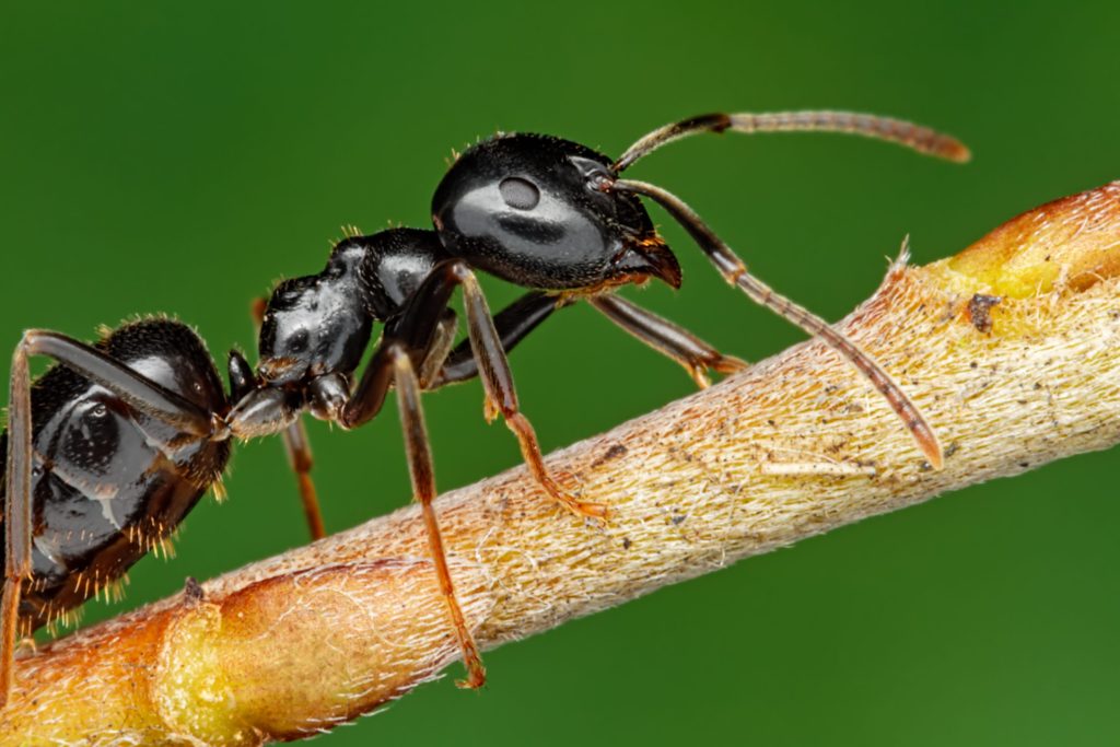 que significa sonar con hormigas en el cuerpo descubre las posibles interpretaciones 1