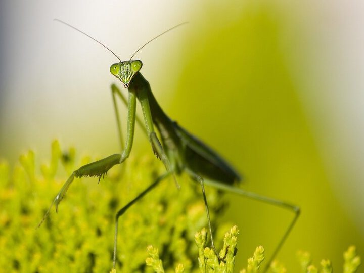 que significa sonar con mantis religiosa