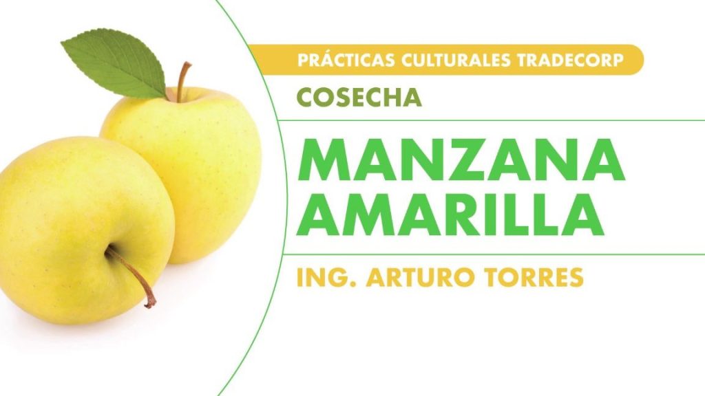 que significa sonar con manzanas amarillas