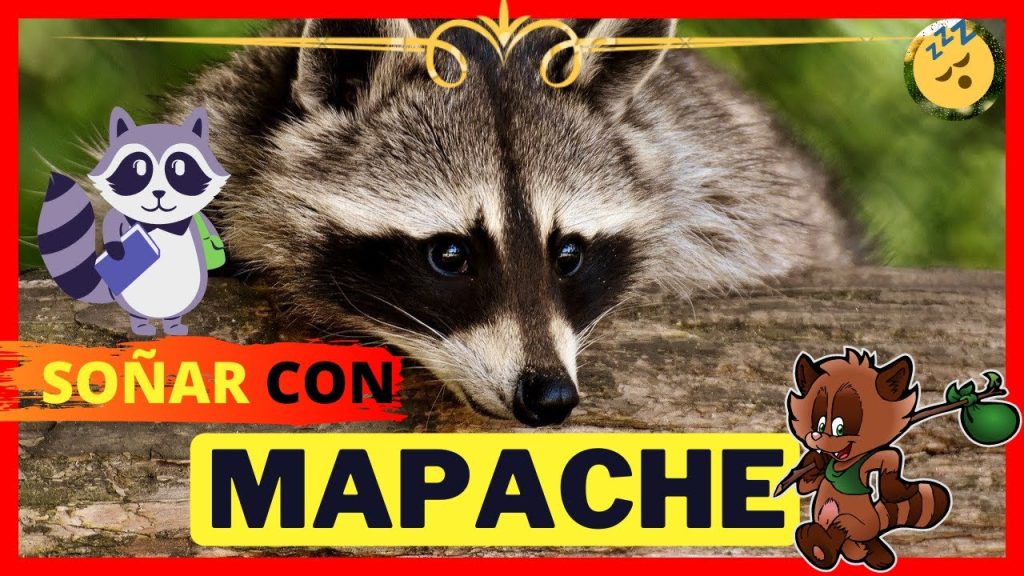 que significa sonar con mapaches