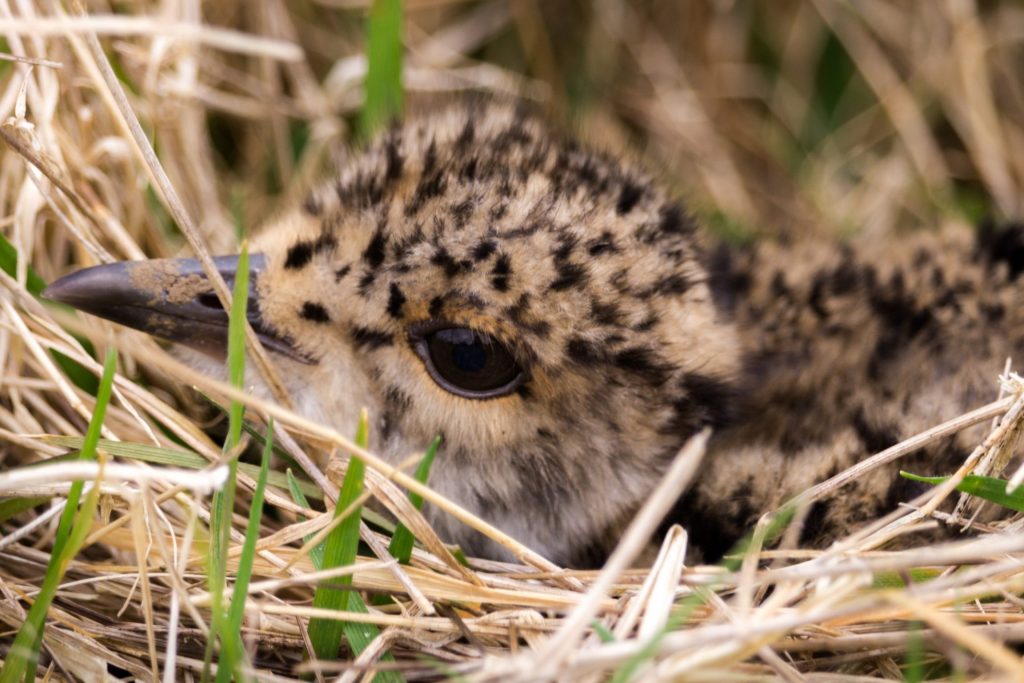 que significa sonar con pajaros bebes