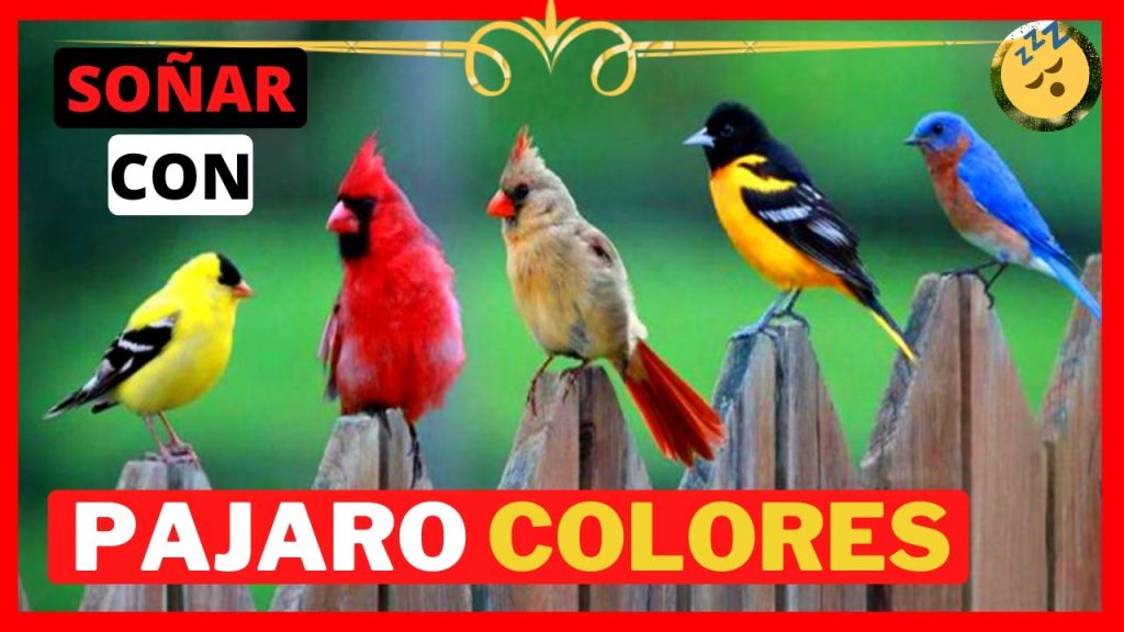 que significa sonar con pajaros de colores