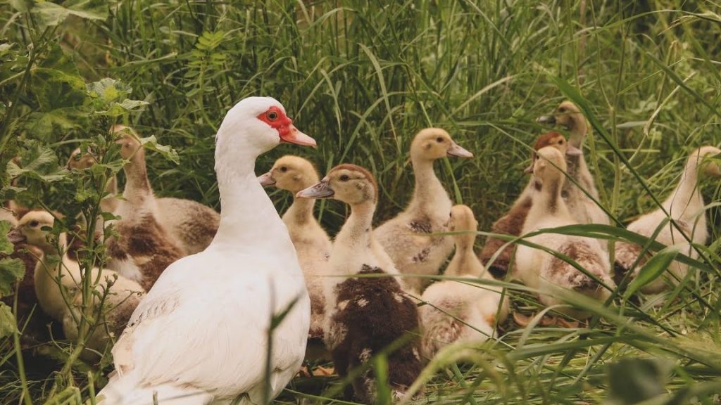 que significa sonar con patos blancos