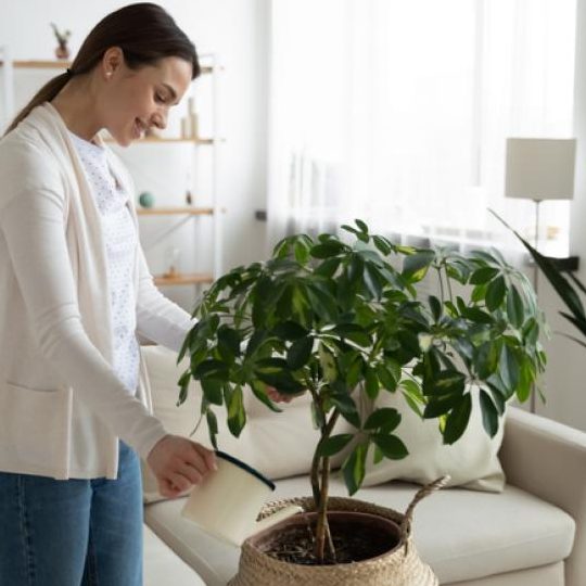 que significa sonar con plantas en macetas