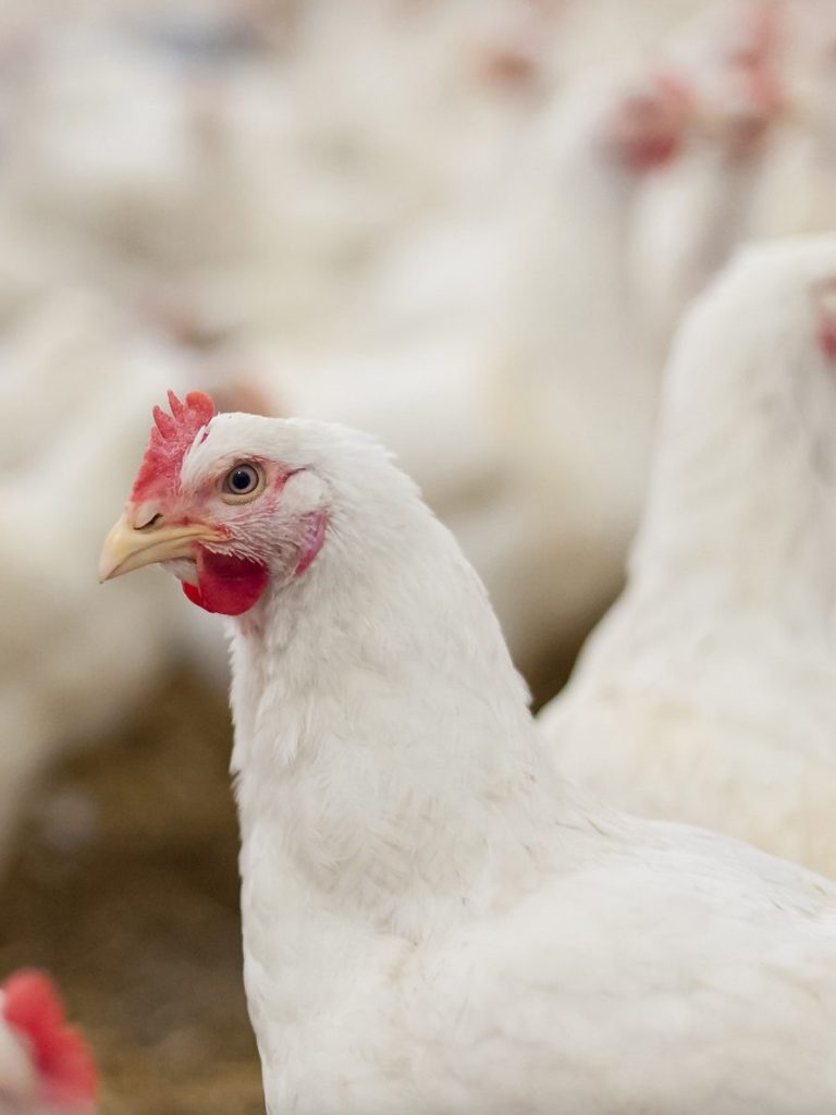 que significa sonar con pollo crudo pelado