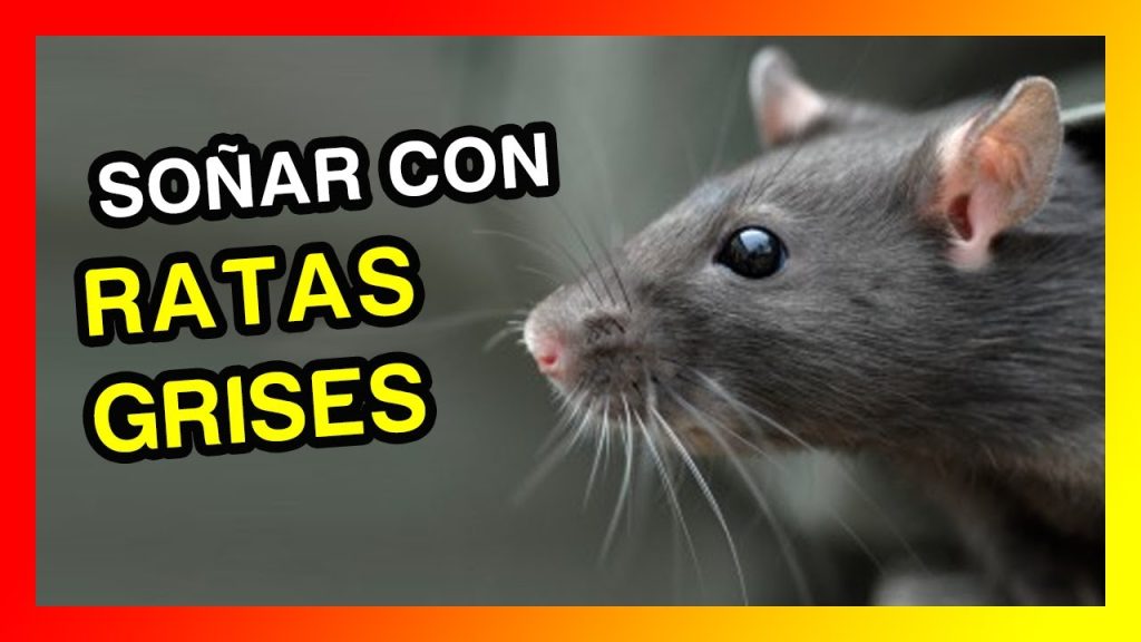 que significa sonar con ratas grandes grises