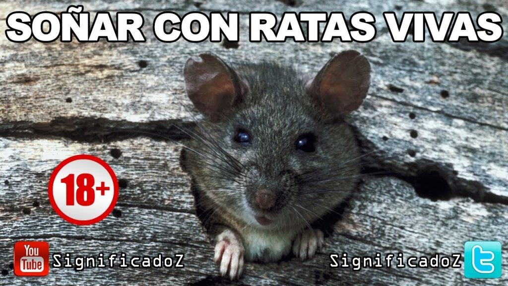 que significa sonar con ratas vivas