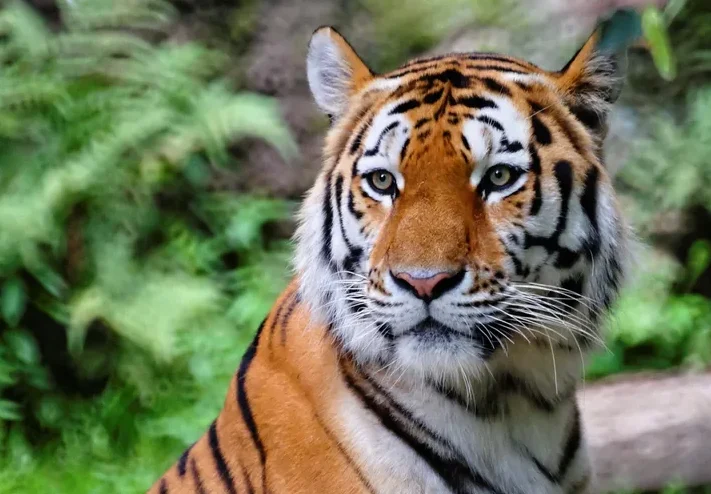 que significa sonar con tigres atacando