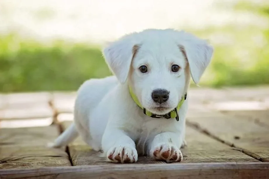 que significa sonar con tu mascota que ya murio