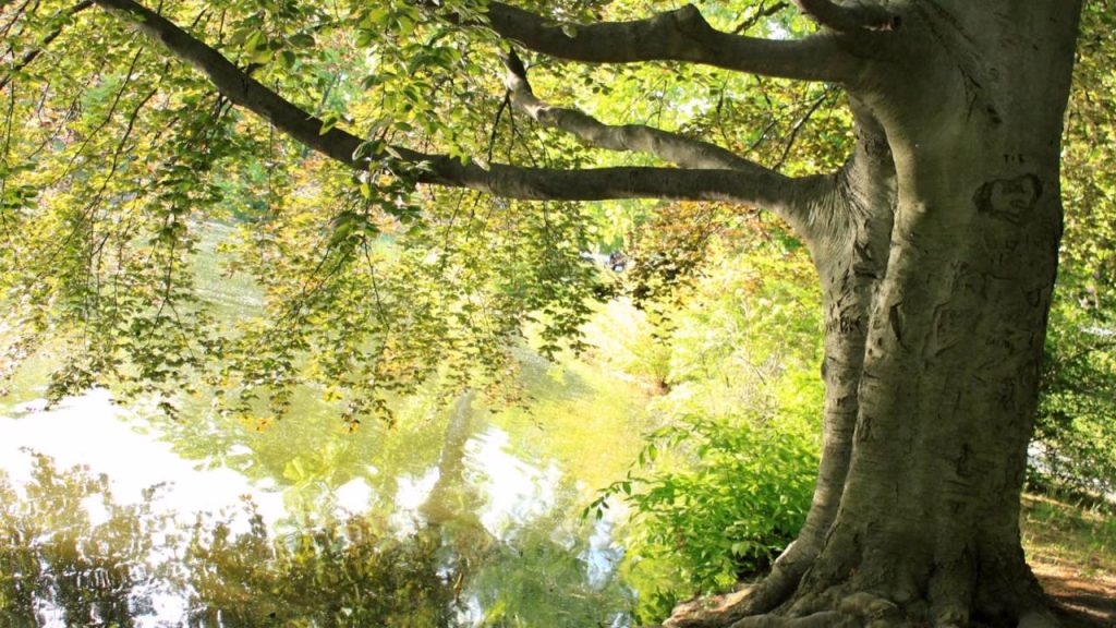 que significa sonar con un arbol