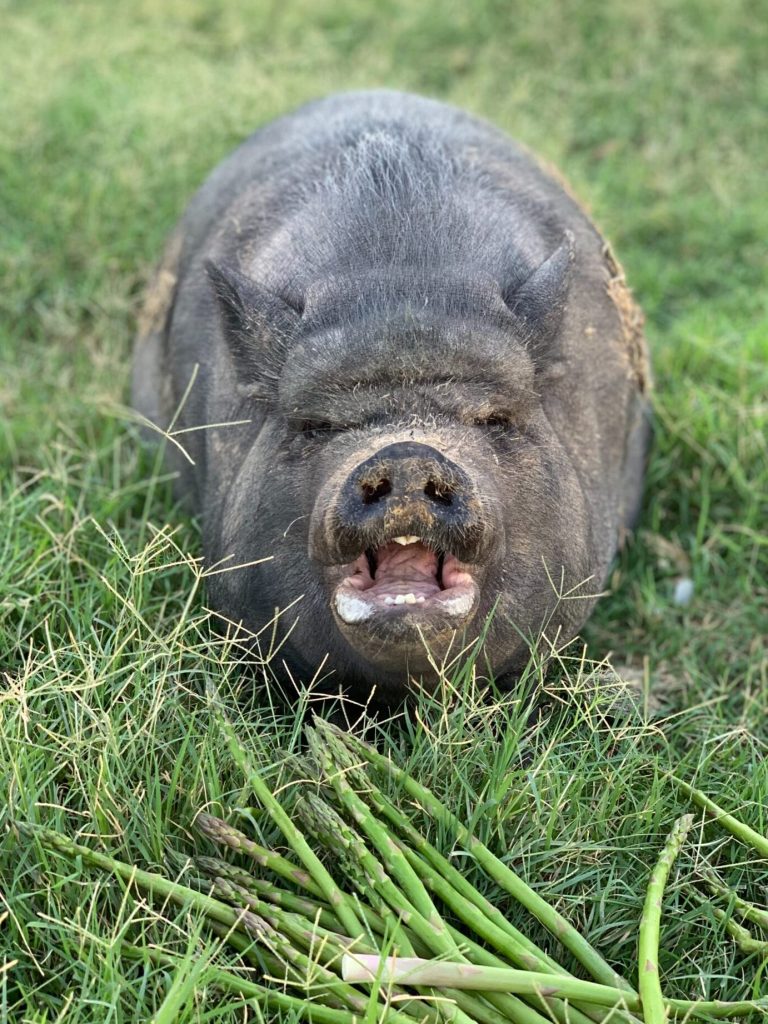 que significa sonar con un cerdo muerto