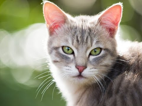 que significa sonar con un gato