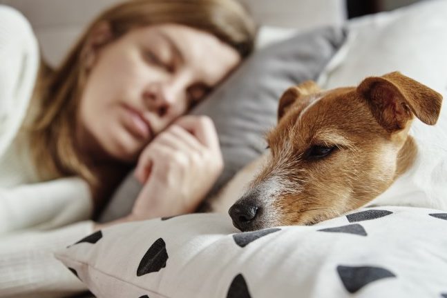 que significa sonar con un perro herido y sangrando