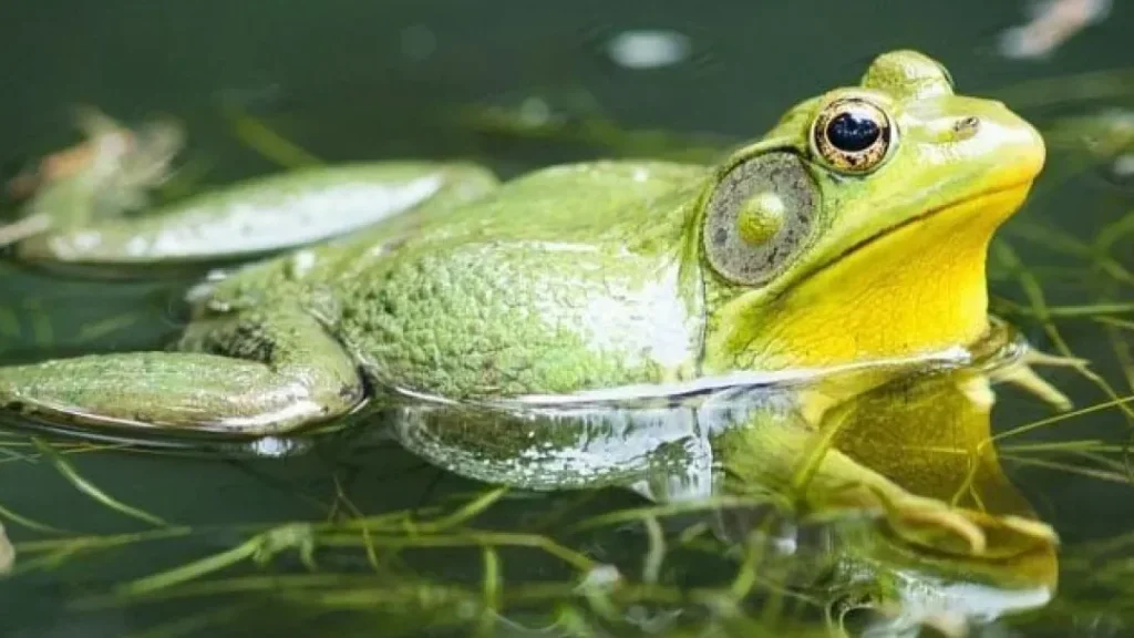 que significa sonar con un sapo verde