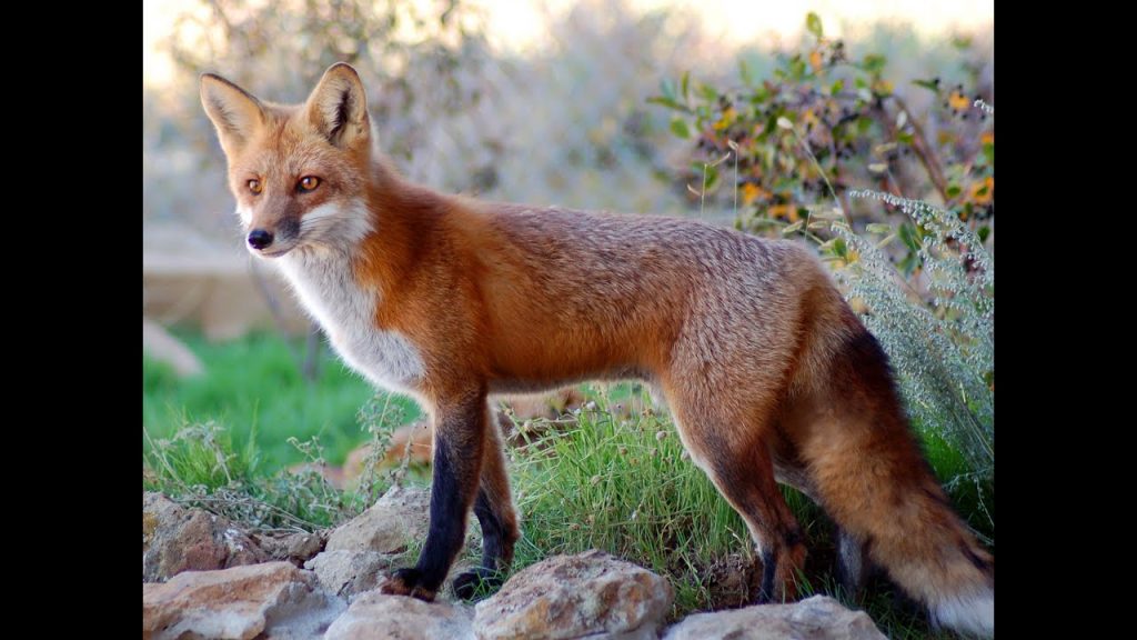 que significa sonar con un zorro