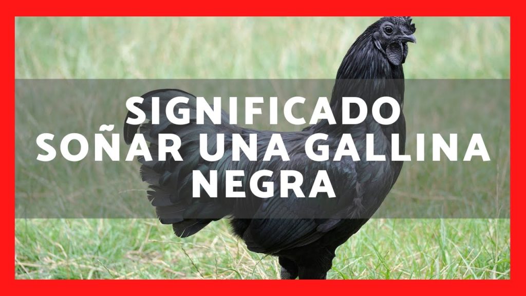 que significa sonar con una gallina negra