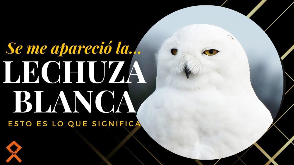 que significa sonar con una lechuza blanca 1