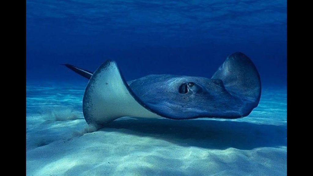 que significa sonar con una mantarraya