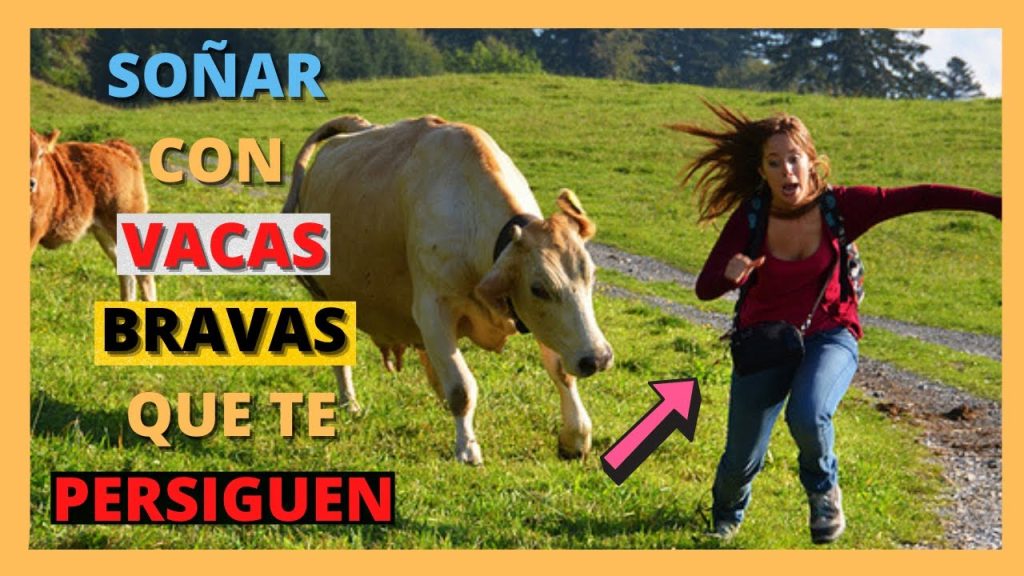 que significa sonar con vacas bravas