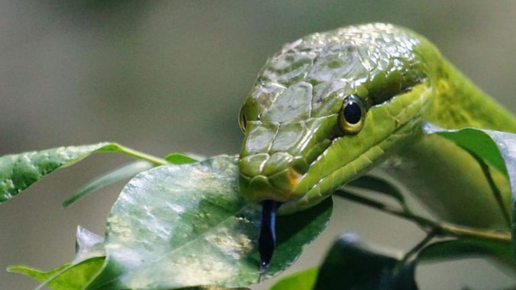 que significa sonar con viboras y matarlas