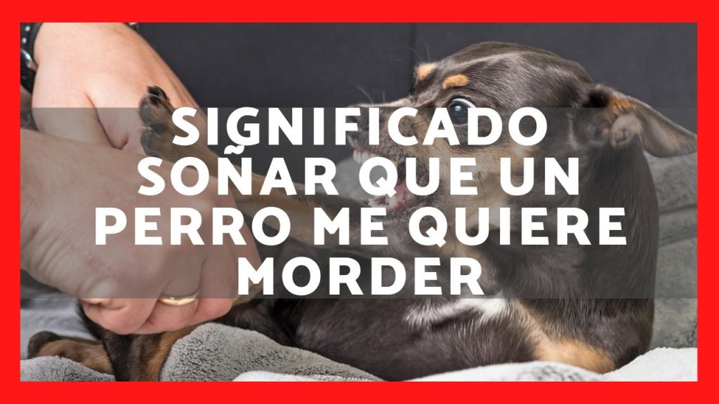 significado de sonar con un perro que te quiere morder 2