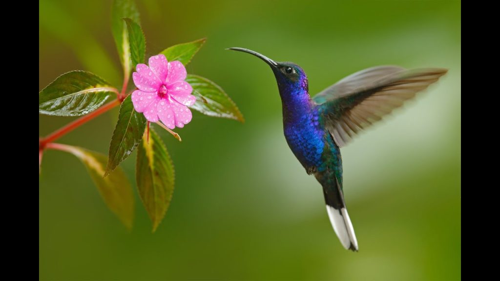 significado espiritual de sonar con colibri­