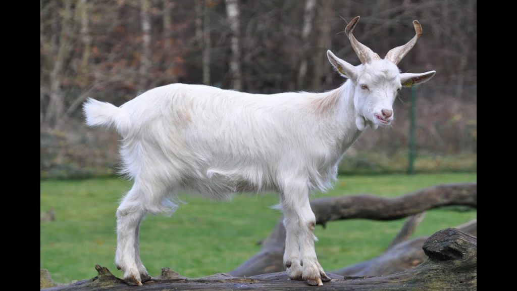 sonar con cabras que atacan