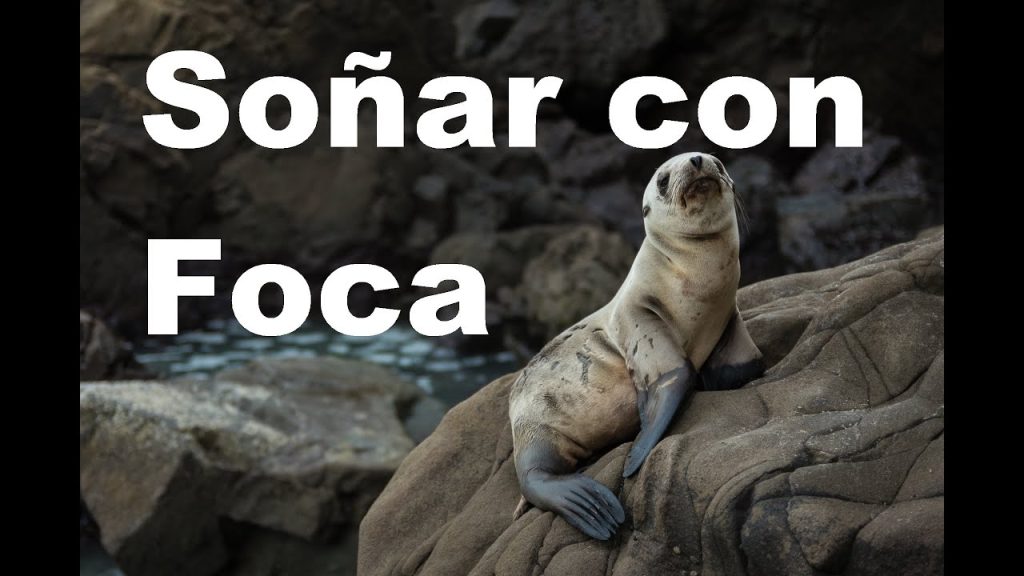 sonar con focas