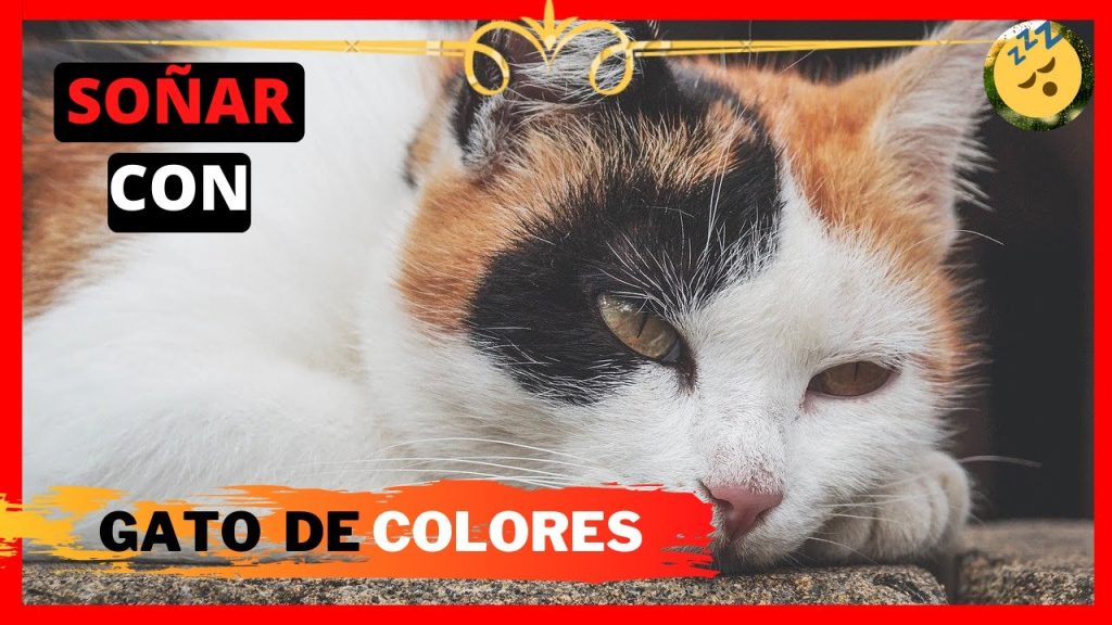 sonar con gato de colores