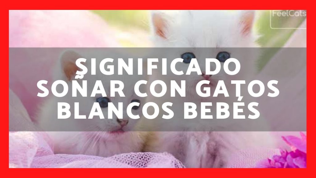 sonar con gatos bebes blancos