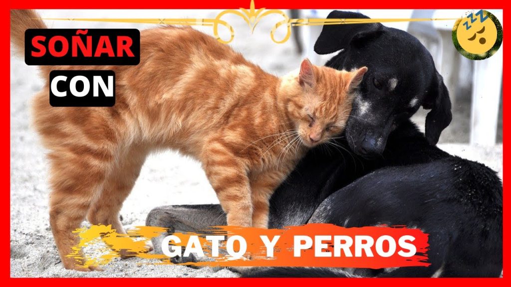 sonar con gatos y perros