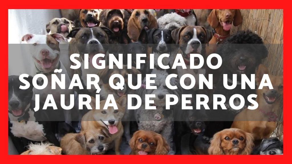 sonar con jauria de perros