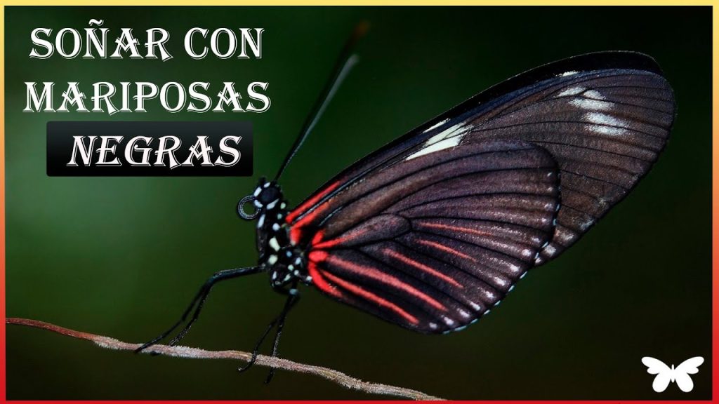 sonar con mariposa negra