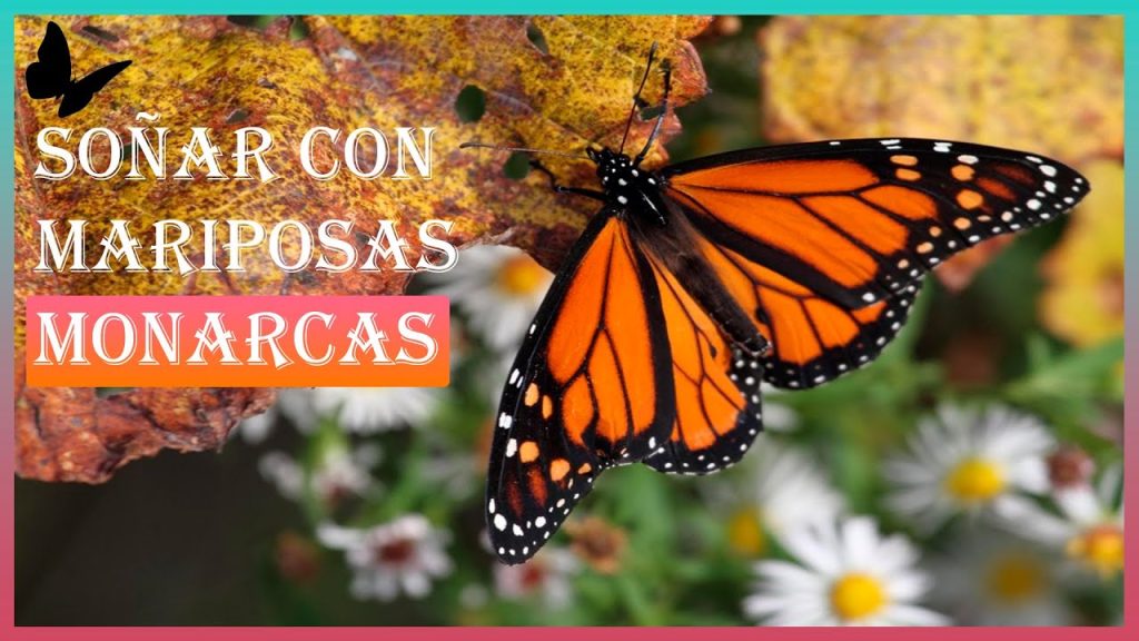 sonar con mariposas monarcas